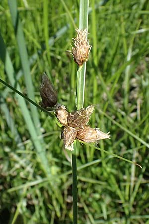 Bolboschoenus planiculmis \ Platthalm-Knollenbinse, D Mannheim 25.8.2025