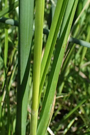 Bolboschoenus planiculmis \ Platthalm-Knollenbinse, D Mannheim 25.8.2025
