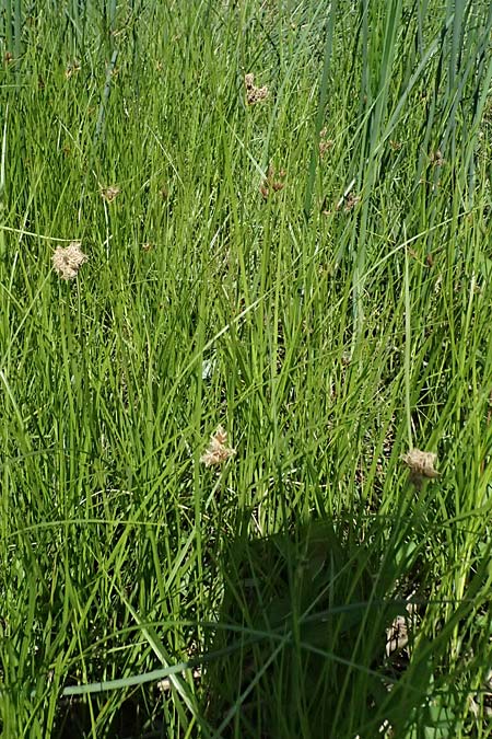 Bolboschoenus planiculmis \ Platthalm-Knollenbinse, D Mannheim 25.8.2025