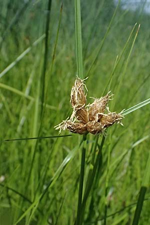 Bolboschoenus planiculmis \ Platthalm-Knollenbinse, D Mannheim 25.8.2025