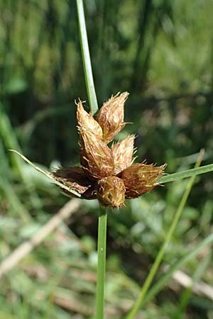 Bolboschoenus planiculmis \ Platthalm-Knollenbinse, D Mannheim 25.8.2025