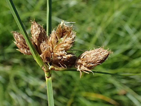Bolboschoenus planiculmis \ Platthalm-Knollenbinse, D Mannheim 19.9.2025