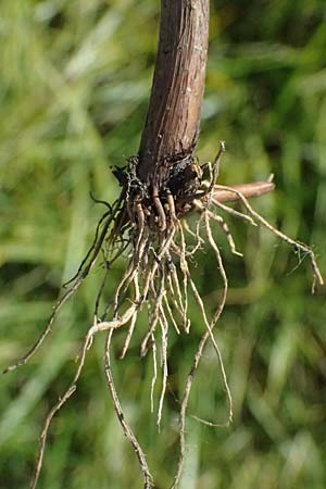 Bolboschoenus planiculmis \ Platthalm-Knollenbinse, D Mannheim 19.9.2025