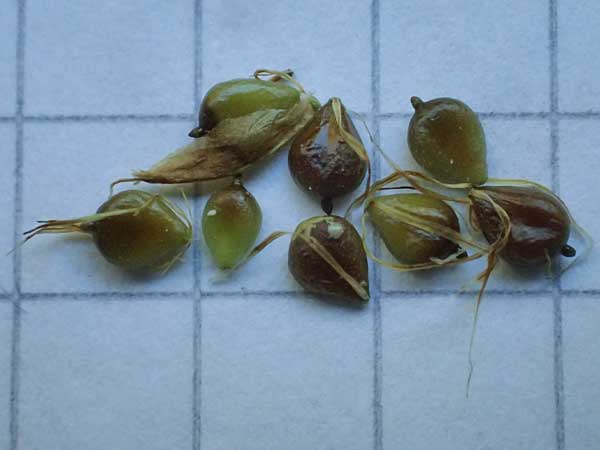 Bolboschoenus planiculmis \ Platthalm-Knollenbinse, D Mannheim 19.9.2025