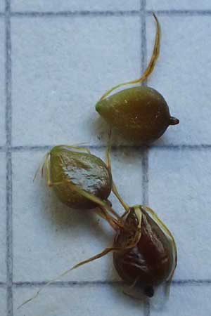 Bolboschoenus planiculmis \ Platthalm-Knollenbinse, D Mannheim 19.9.2025