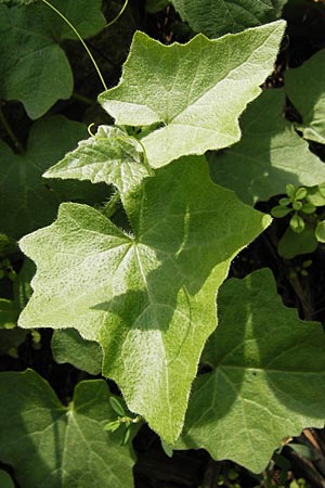 Bryonia dioica \ Rotfr�chtige Zaunr�be / Red-Berried Bryony, D Mannheim 21.9.2013