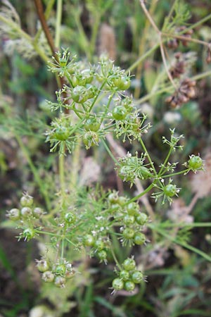 Coriandrum sativum \ Koriander / Coriander Seeds, Cilandro, D Mosbach 18.7.2015