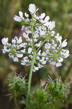 Coriandrum sativum \ Koriander / Coriander Seeds, Cilandro, D Mosbach 18.7.2015