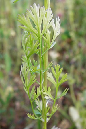 Coriandrum sativum \ Koriander / Coriander Seeds, Cilandro, D Mosbach 18.7.2015