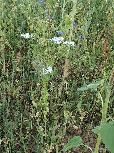 Coriandrum sativum \ Koriander / Coriander Seeds, Cilandro, D Mosbach 18.7.2015