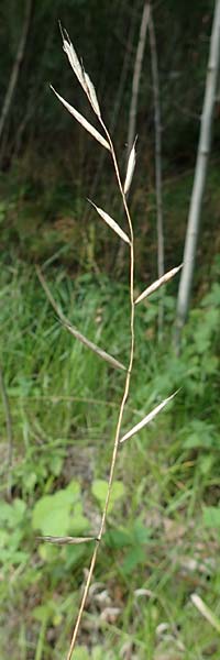 Brachypodium rupestre \ Felsen-Zwenke / Shiny Tor Grass, D Etzen-Ges&auml;&szlig; 3.9.2015