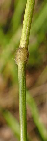 Brachypodium rupestre \ Felsen-Zwenke / Shiny Tor Grass, D Etzen-Ges&auml;&szlig; 3.9.2015