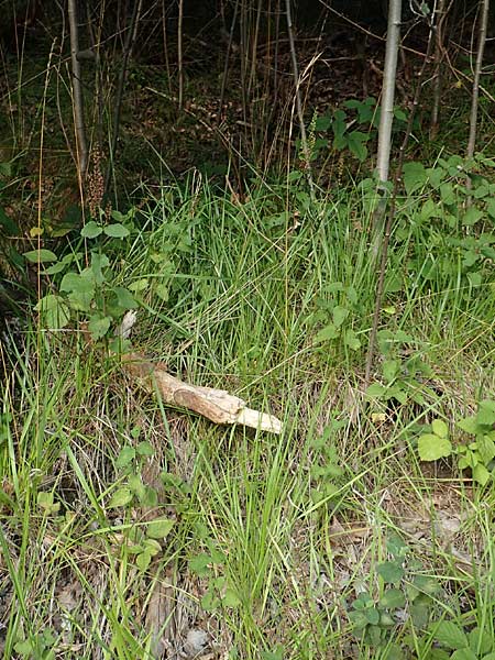 Brachypodium rupestre \ Felsen-Zwenke / Shiny Tor Grass, D Etzen-Ges&auml;&szlig; 3.9.2015