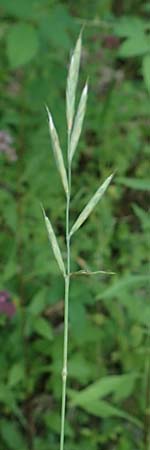 Brachypodium rupestre \ Felsen-Zwenke / Shiny Tor Grass, D Etzen-Ges&auml;&szlig; 16.7.2016