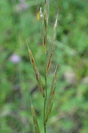 Brachypodium rupestre \ Felsen-Zwenke / Shiny Tor Grass, D Etzen-Ges&auml;&szlig; 16.7.2016