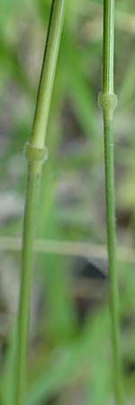 Brachypodium rupestre \ Felsen-Zwenke / Shiny Tor Grass, D Etzen-Ges&auml;&szlig; 16.7.2016