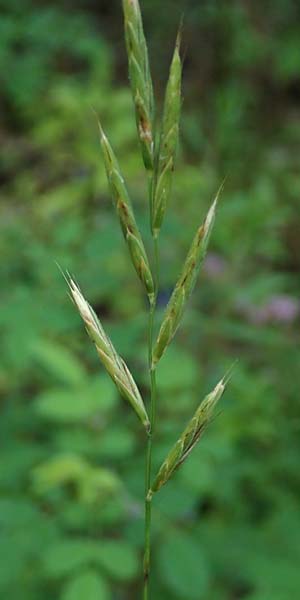 Brachypodium rupestre \ Felsen-Zwenke / Shiny Tor Grass, D Etzen-Ges&auml;&szlig; 16.7.2016
