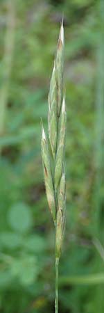 Brachypodium rupestre \ Felsen-Zwenke / Shiny Tor Grass, D Etzen-Ges&auml;&szlig; 16.7.2016