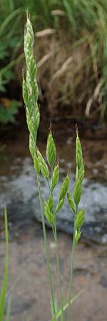 Bromus hordeaceus agg. \ Weiche Trespe / Soft Brome, D Odenwald, Affolterbach 16.6.2017