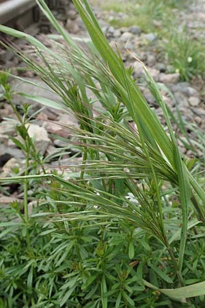 Bromus spec1 ? \ Trespe / Brome, D Mannheim 5.5.2019