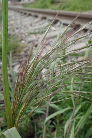Bromus spec1 ? \ Trespe / Brome, D Mannheim 5.5.2019