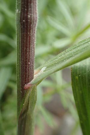 Bromus spec1 ? \ Trespe / Brome, D Mannheim 5.5.2019