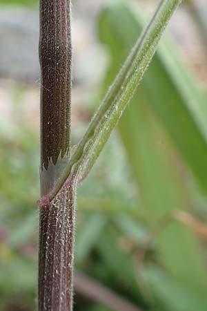 Bromus spec1 ? \ Trespe / Brome, D Mannheim 5.5.2019