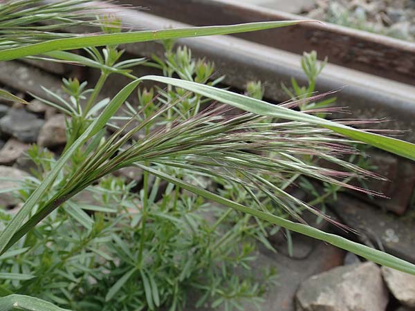 Bromus spec1 ? \ Trespe / Brome, D Mannheim 5.5.2019