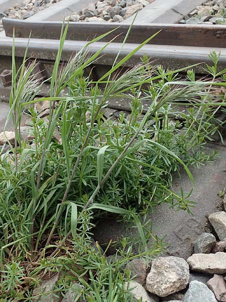 Bromus spec1 ? \ Trespe / Brome, D Mannheim 5.5.2019