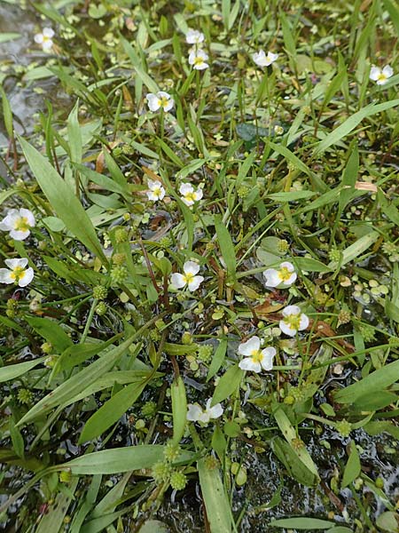 Baldellia ranunculoides \ Gew&ouml;hnlicher Igelschlauch / Lesser Water-Plantain, D Botan.  Gar.  Krefeld 13.6.2019