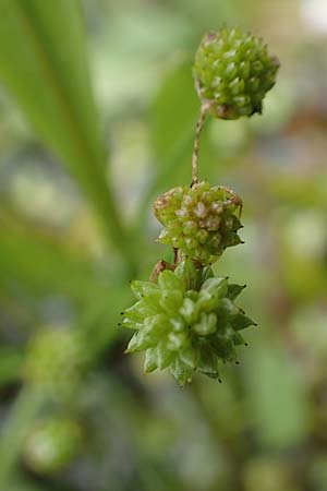 Baldellia ranunculoides \ Gew&ouml;hnlicher Igelschlauch / Lesser Water-Plantain, D Botan.  Gar.  Krefeld 13.6.2019
