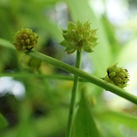 Baldellia ranunculoides \ Gew&ouml;hnlicher Igelschlauch / Lesser Water-Plantain, D Botan.  Gar.  Krefeld 13.6.2019