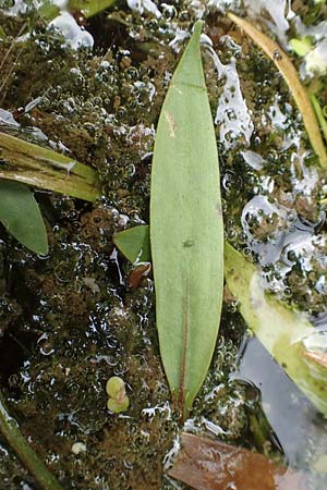 Baldellia ranunculoides \ Gew&ouml;hnlicher Igelschlauch / Lesser Water-Plantain, D Botan.  Gar.  Krefeld 13.6.2019