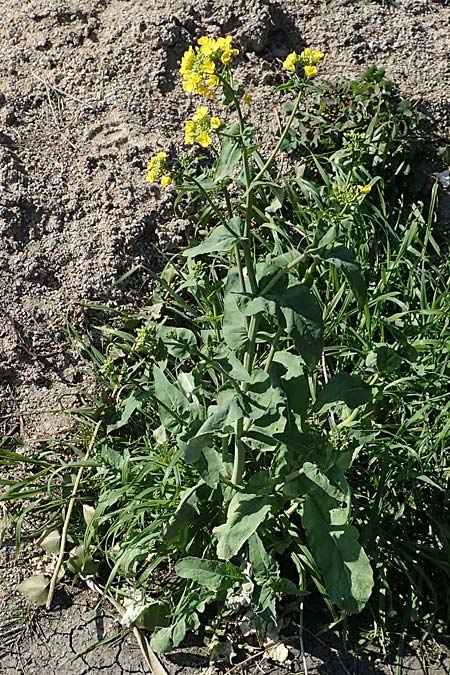 Brassica napus \ Raps / Oilseed Rape, Rapeseed, D Weinheim an der Bergstra&szlig;e 31.3.2020