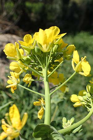 Brassica napus \ Raps / Oilseed Rape, Rapeseed, D Weinheim an der Bergstra&szlig;e 31.3.2020