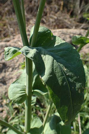 Brassica napus \ Raps / Oilseed Rape, Rapeseed, D Weinheim an der Bergstra&szlig;e 31.3.2020