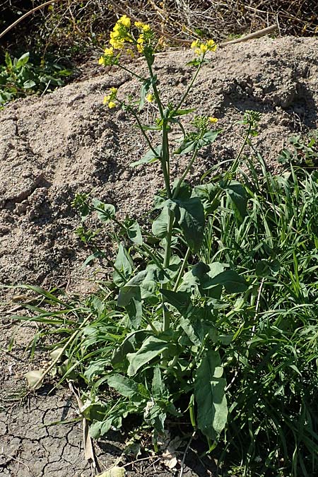 Brassica napus \ Raps / Oilseed Rape, Rapeseed, D Weinheim an der Bergstra&szlig;e 31.3.2020