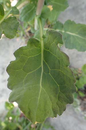 Brassica rapa \ Stoppelr�be, R�bsen / Field Mustard, D Mannheim 12.4.2020