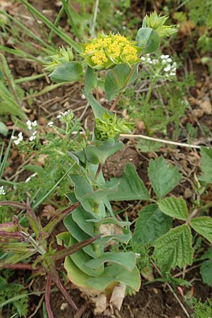 Bupleurum rotundifolium, Rundbl&auml;ttriges Hasenohr