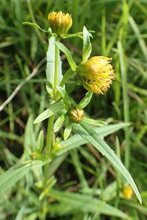 Bidens radiata \ Strahliger Zweizahn / Beggarticks, D Kaiserslautern 19.8.2020