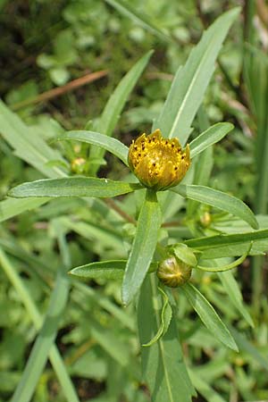 Bidens radiata \ Strahliger Zweizahn / Beggarticks, D Kaiserslautern 19.8.2020