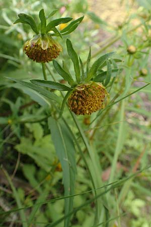 Bidens radiata \ Strahliger Zweizahn / Beggarticks, D Kaiserslautern 19.8.2020