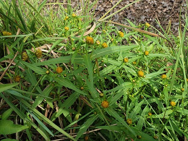 Bidens radiata \ Strahliger Zweizahn / Beggarticks, D Kaiserslautern 19.8.2020