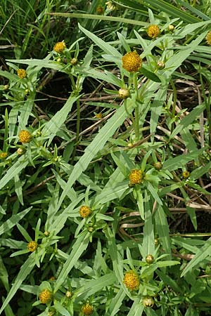 Bidens radiata \ Strahliger Zweizahn / Beggarticks, D Kaiserslautern 19.8.2020