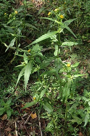 Bidens radiata \ Strahliger Zweizahn / Beggarticks, D Kaiserslautern 19.8.2020