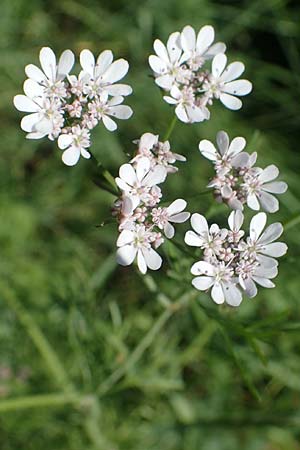 Bifora radians, Strahlen-Hohlsame, Stink-Koriander