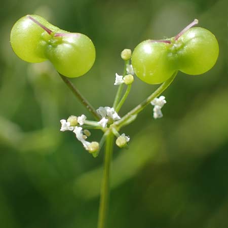 Bifora radians \ Strahlen-Hohlsame, Stink-Koriander / Wild Bishop, D Gr&uuml;nstadt-Asselheim 16.6.2021