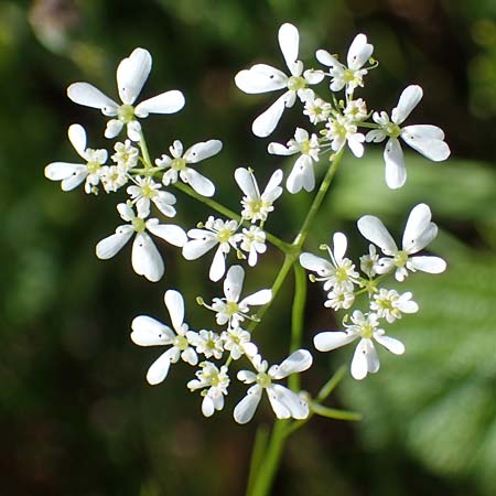 Bifora radians \ Strahlen-Hohlsame, Stink-Koriander / Wild Bishop, D Gr&uuml;nstadt-Asselheim 16.6.2021