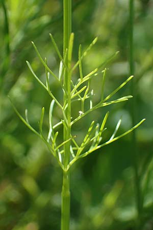Bifora radians \ Strahlen-Hohlsame, Stink-Koriander / Wild Bishop, D Gr&uuml;nstadt-Asselheim 16.6.2021
