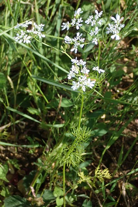 Bifora radians \ Strahlen-Hohlsame, Stink-Koriander / Wild Bishop, D Gr&uuml;nstadt-Asselheim 16.6.2021